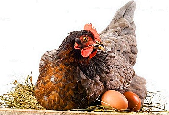 Chickens rush badly: what to do