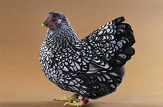 Pollos de raza dominante: ¿por qué les gusta tanto a los avicultores?