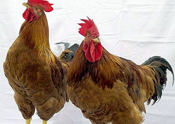 Chickens breed Pharma