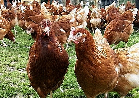 Chickens breed Isaa Brown