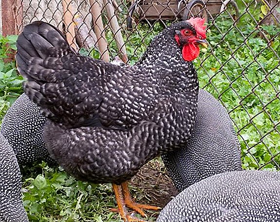 Les poules reproduisent le gris kirghize
