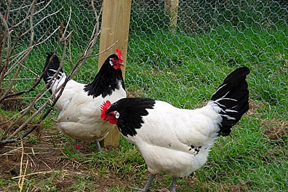 Lakenfelder chickens: the most important thing about breeding at home