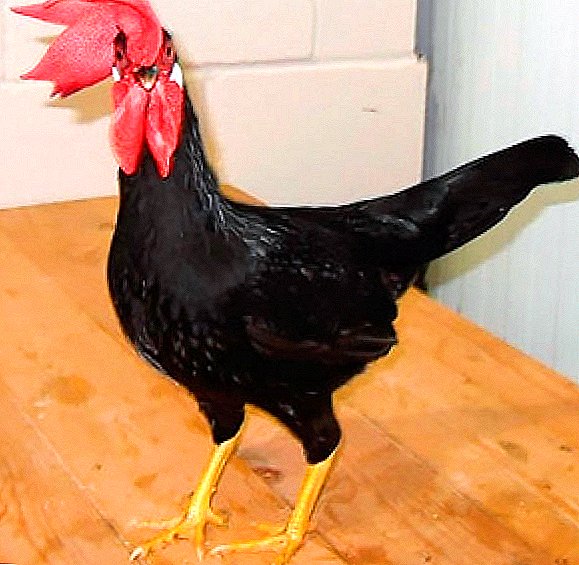 Chickens breed "Minorca"