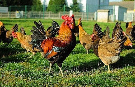 Hühner züchten ein polnisches Gewächshaus: Züchtungsgrundlagen zu Hause