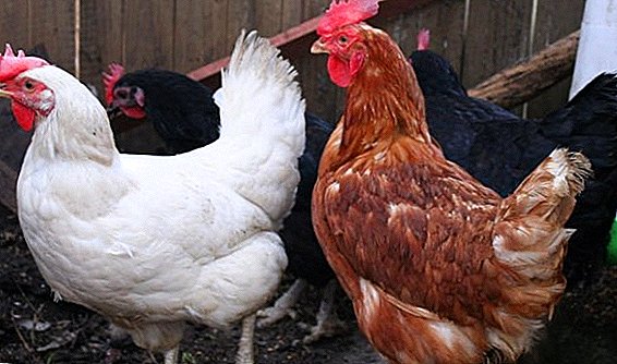 Chickens breed Shaver: White, Black, Brown