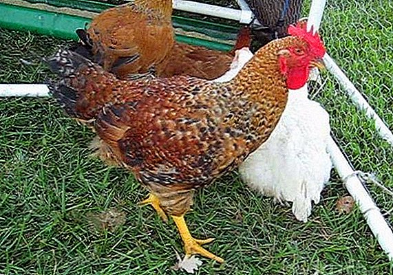 Tricolor chickens