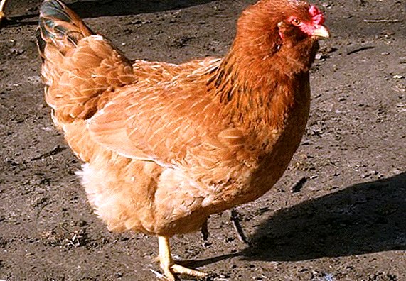 Chickens breed Ukrainian Ushanka: all about breeding at home