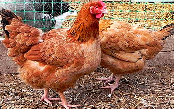 Hens of breed the Hungarian giant