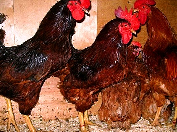 Chickens Rhode Island: what are the features and advantages of the breed?