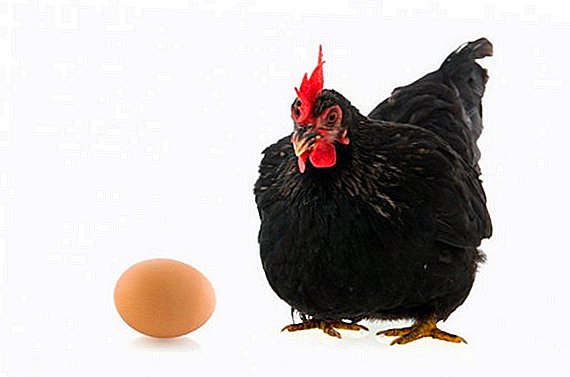 Kippen met zwart verenkleed: ras, foto