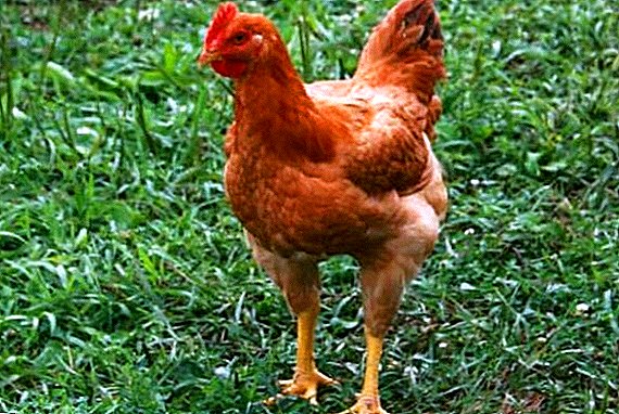 Pollos Sasso: características de cría en el hogar.