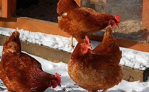 Chickens in Siberia: winter-hardy breeds