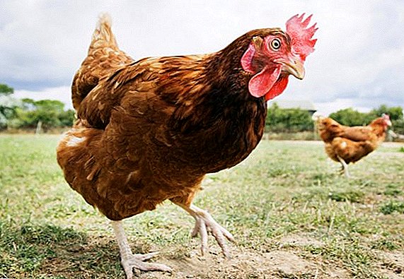 Excréments de poulet: comment préparer, enregistrer et appliquer