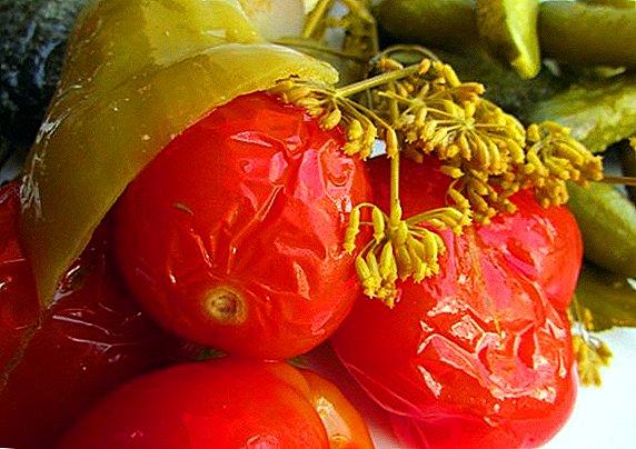 Pickled tomatoes: a recipe for a delicious billet