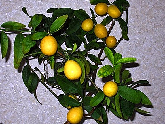 Leimkvat (limonella): kasvab kodus
