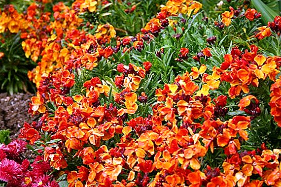 Lacfiol: planter, soigner et faire pousser une fleur à partir de graines en pleine terre. "Snow Queen", "Cherie" et plante alpine