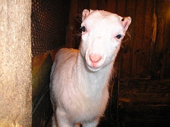 Lamancha - breed of dairy goats