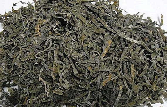 Kelp dried: the benefits and harm
