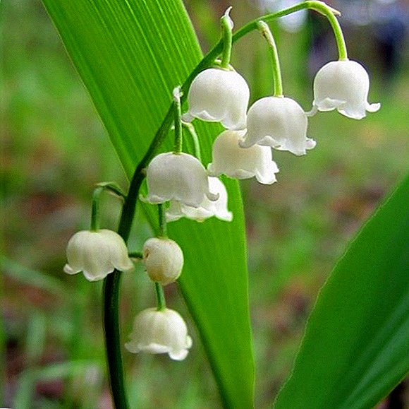 May lily of the valley