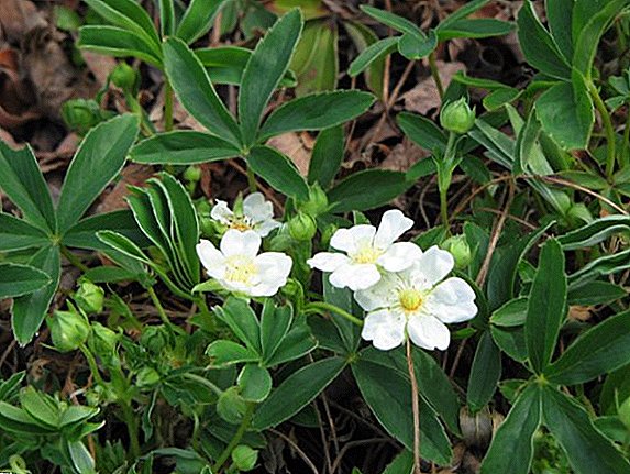 Potentilla white: beneficial properties, use and contraindications