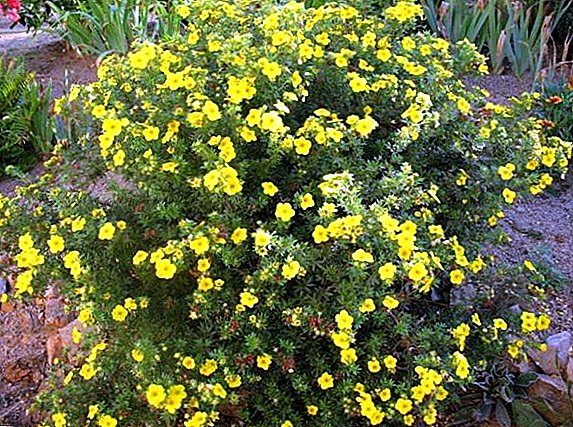 Potentilla busk (busk dazifora) eller Kuril te: plantning og pleje på det åbne felt
