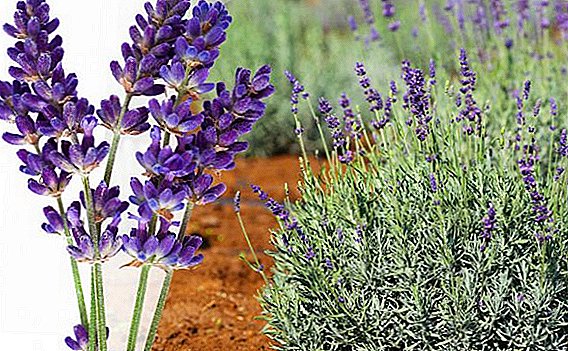 Kapealehtinen laventeli: kasvi ja rakastua