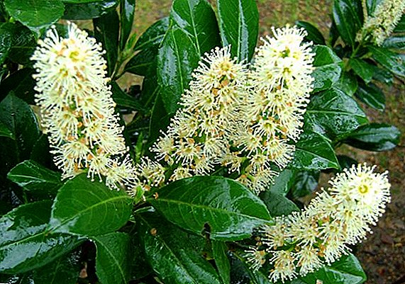 Laurel cherry: planting, reproduction, cultivation and care