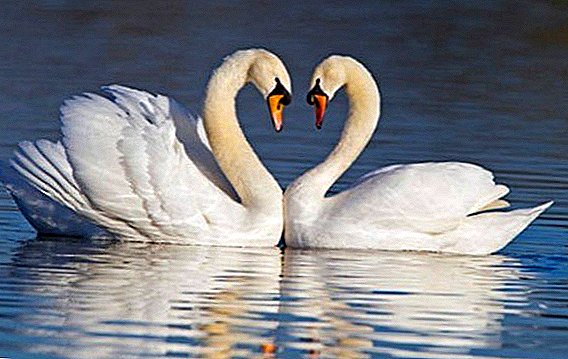 Mute swan: hvordan det ser ut, hvor det lever, hva det spiser