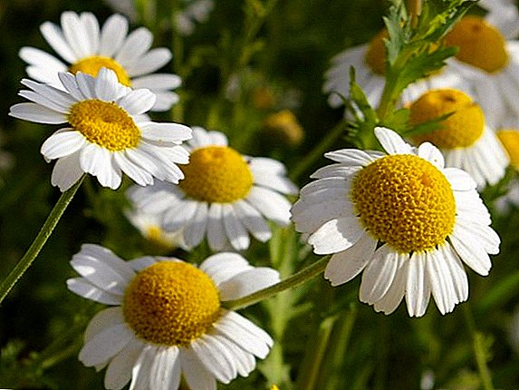 Healing and garden species of daisies with a description and photo