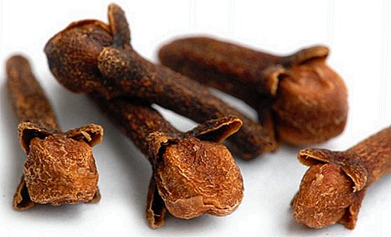 The healing properties of cloves, than useful spicy plant