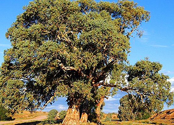Medizinische Eigenschaften und Kontraindikationen für Eukalyptus