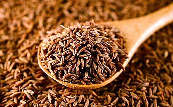 Medicinal properties and contraindications to the use of cumin seeds