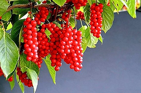 Medizinische Eigenschaften der chinesischen Schizandra, den Nutzen und den Schaden von roten Beeren