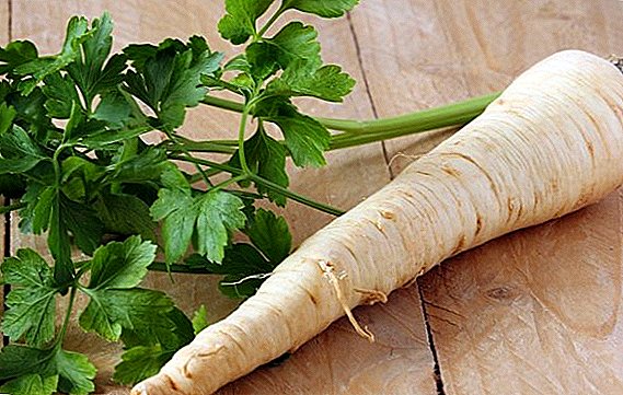 Medicinal properties of parsley root and its use in traditional medicine