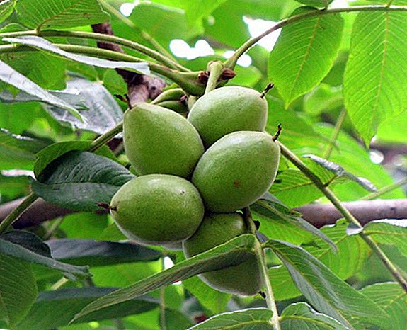 Medicinal properties of the Manchurian walnut