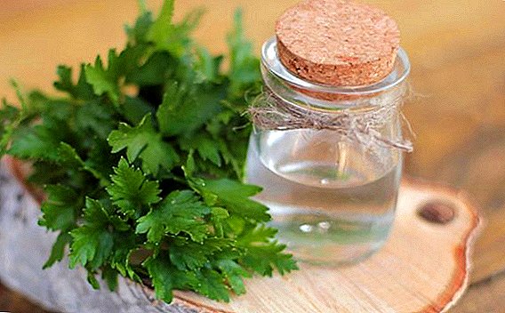 Medicinal properties of parsley infusion