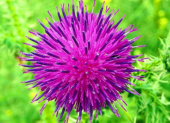 Medicinal properties of the plant thistle curly