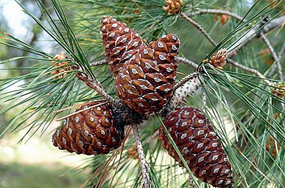 The therapeutic properties of pine cones and contraindications
