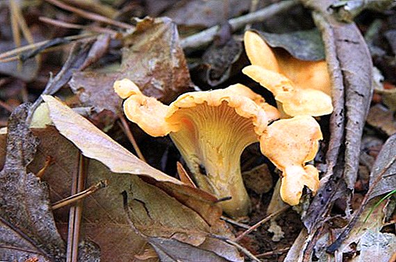 Chanterelle mushrooms treatment