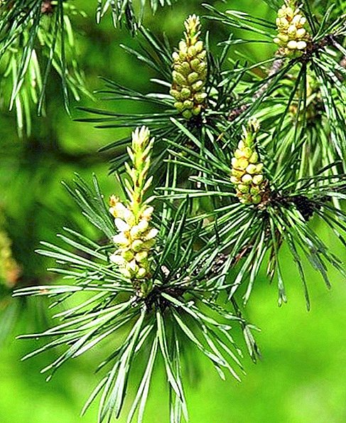 Treatment of pine needles - how it is useful for the human body