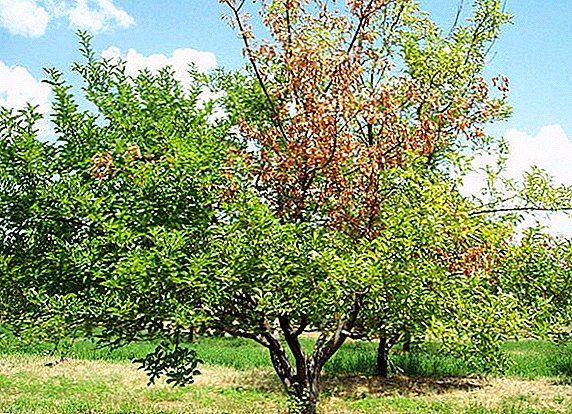 Treatment and control of apricot moniliasis