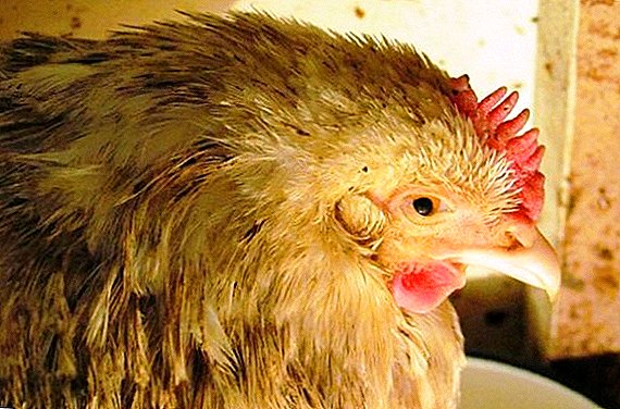 علاج مرض البستري في الدجاج المنزلي
