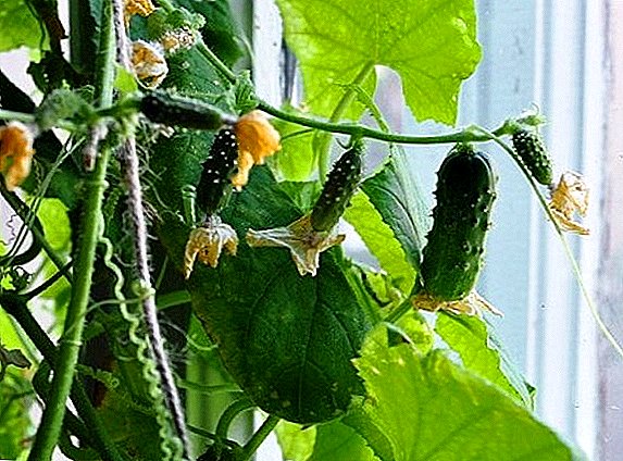 We behandelen veel voorkomende ziekten van komkommers op de vensterbank (met foto)