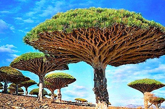 Легенда драконового дерева, особливо, догляд і вирощування