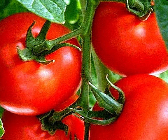 Fácil y sencillo: los tomates en los Urales.