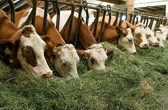 Levkemija v kravi: simptomi, vzroki, učinki
