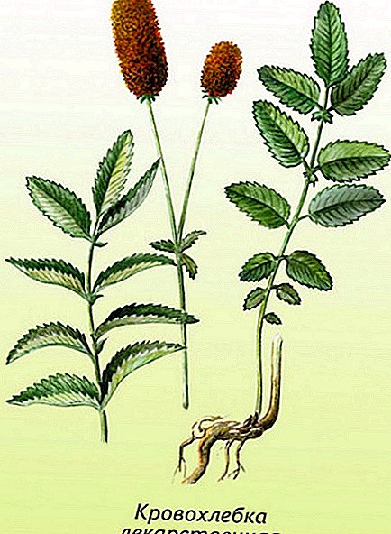 Medicinale plant-burnet: voordeel en schade aan het lichaam