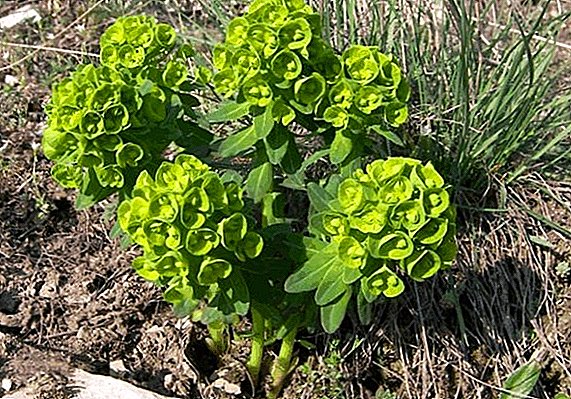 Planta medicinal Euphorbia Pallas: aplicación y propiedades beneficiosas.