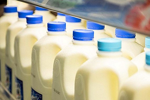 Leningrad milk "teleports" buyers from the store to the farm