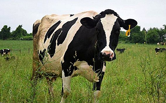 Leptospiróza u krav: co dělat, jak se léčit